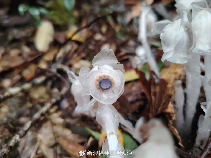 此处附近约有200多株经辨认,确定该植物属水晶兰来到大丰山海拔1330