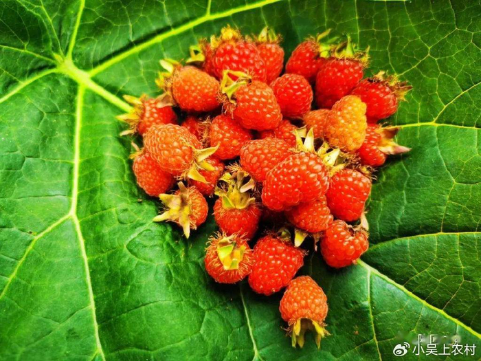 三月泡,长得像草莓,70 80后常吃的野果成熟了,赶紧去采摘来吃