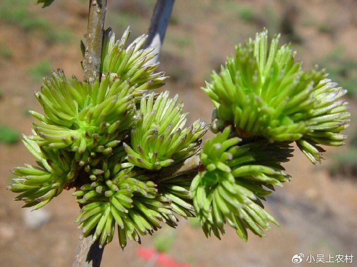 有着"植物黄金"之称的杜仲树,全株价值珍贵,树皮内