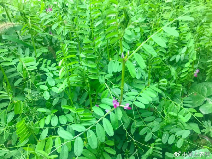 大名鼎鼎的野豌豆,豆荚似绿豆,很多人见过,却不知道有4大妙用