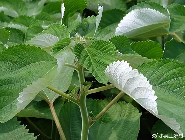 曾有"中国草"之称的苎麻,如今被农民当害草,却有6大厉害妙用|苎麻