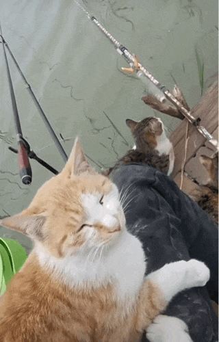 钓鱼佬为猫承包鱼塘,当事人:"没办法,猫定的kpi太高了!