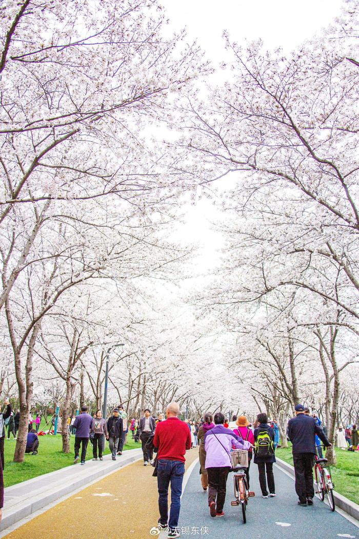 无锡金匮公园樱花图片图片