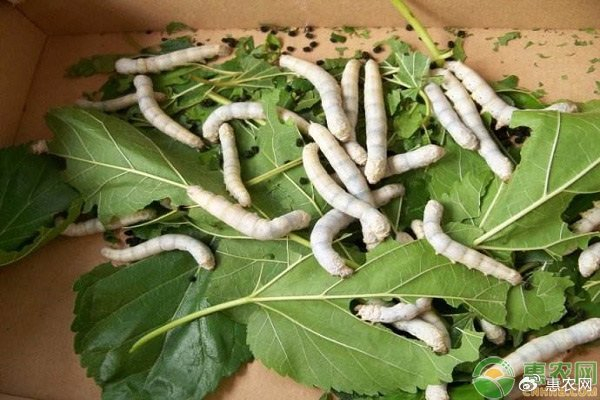 重大突破！我国科学家破解决定家蚕性别的密码|雄性|代方银|染色体|基因组|昆虫_新浪新闻