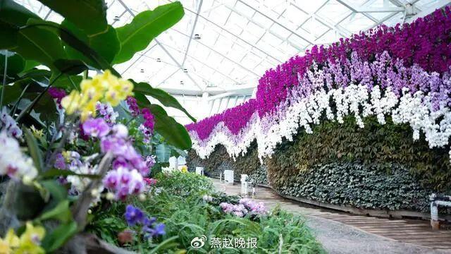 逛花展品春意石家庄市植物园新春花展邀您花式迎新春