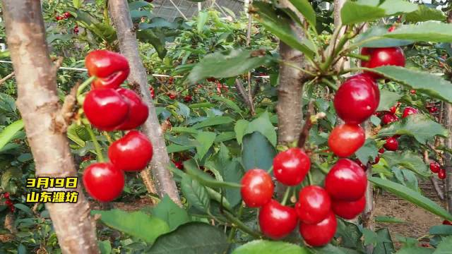 果然视频临朐樱桃抢鲜上市价格贵但仍有大量顾客抢购