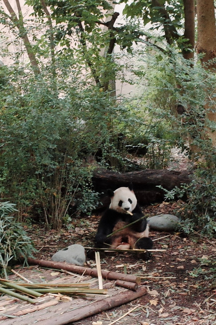 靠一些毅力看到大小熊猫