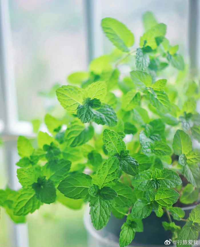 牡丹影晨嬉成画薄荷香中醉欲颠