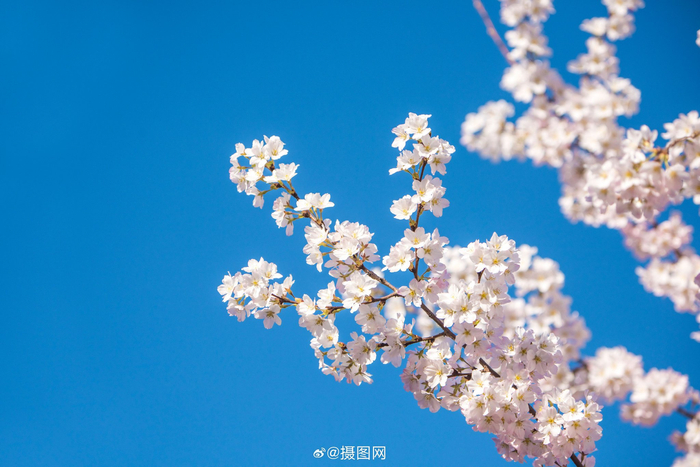 2/ 9摄影精选 | 春天盛开的樱花版权素材 by 摄图