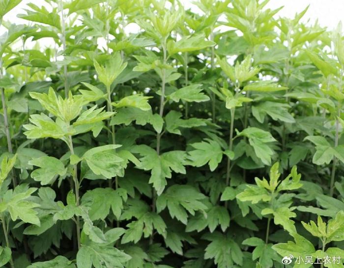 农村深受女性朋友喜爱的艾草,不仅是女性的守护神,更是防疫瑰宝