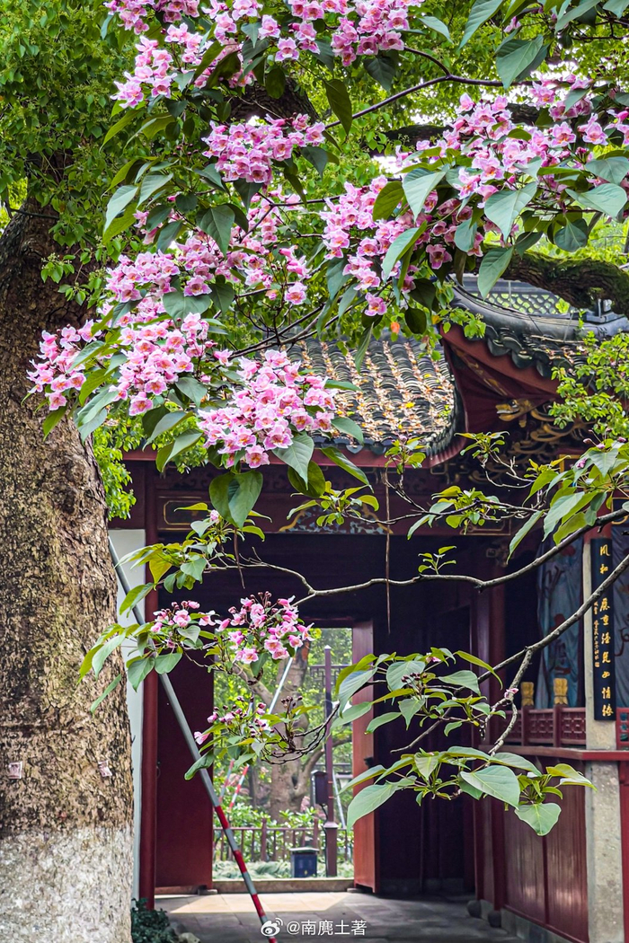 植物界的活化石,杭州东岳庙的两棵500多年古楸树开花