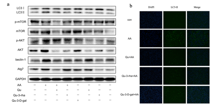 fshw | 槲皮素类化合物对丙烯酰胺引起的肝脏毒性保护机制的研究|槲皮