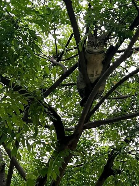 树上发现一只肥猫
