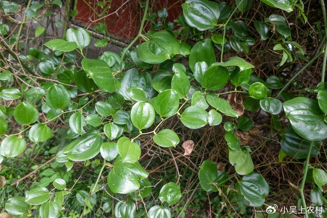 俗称"湿气之王",学名菝葜,又叫金刚刺,长有尖刺,根部价值大