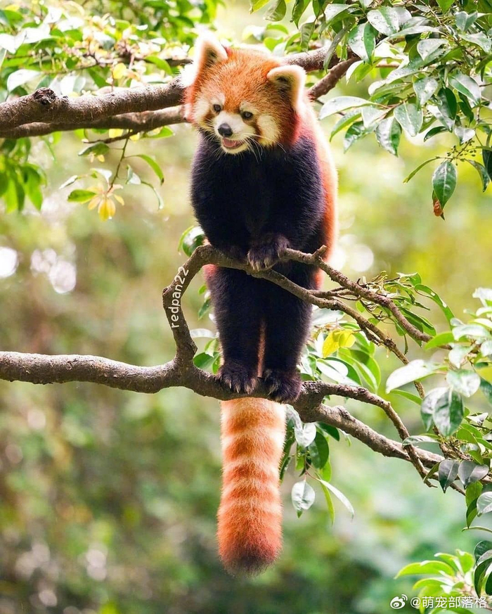 被树上的小熊猫可爱到了