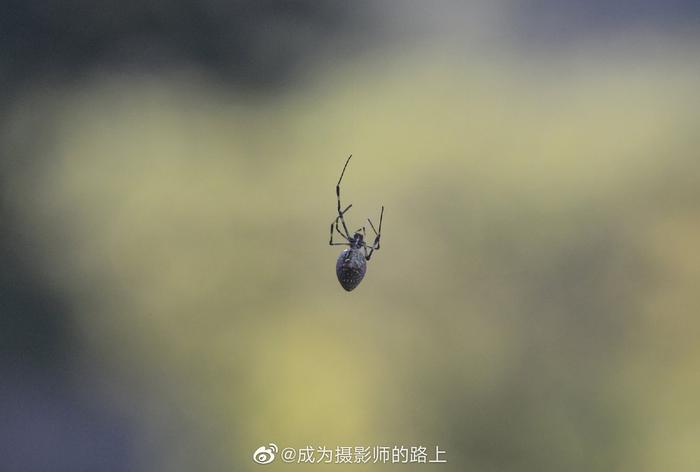 百度蜘蛛是怎样来判断文章质量的