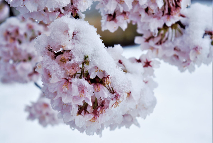 有一种春天的奇迹叫「樱隐」:樱花明明开了却下雪的现象