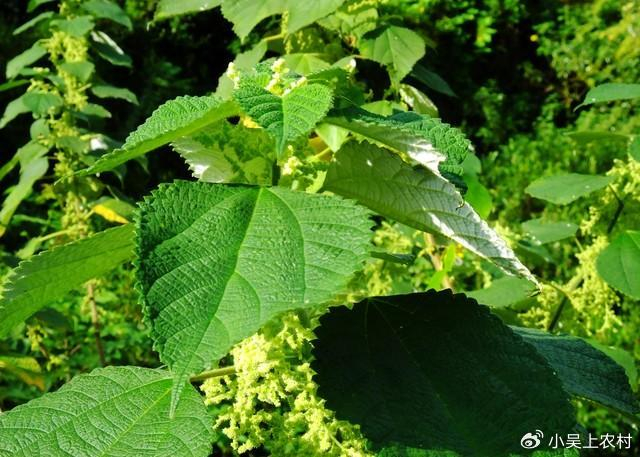 曾有中国草之称的苎麻如今被农民当害草却有6大厉害妙用