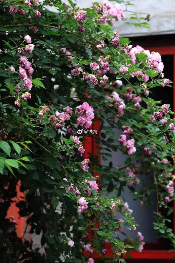 北京五塔寺蔷薇花 摄影