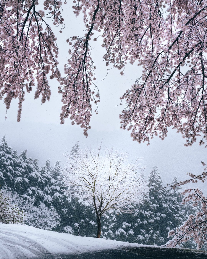 有一种春天的奇迹叫「樱隐」:樱花明明开了却下雪的现象