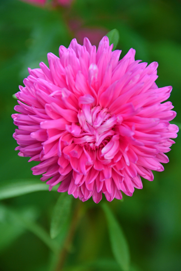 粉色翠菊花,原创拍摄|菊花|粉色|原创_新浪新闻