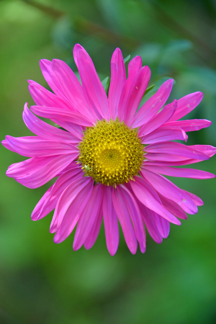 粉色翠菊花,原创拍摄|菊花|粉色|原创_新浪新闻