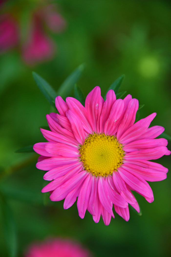 粉色翠菊花,原创拍摄|菊花|粉色|原创_新浪新闻