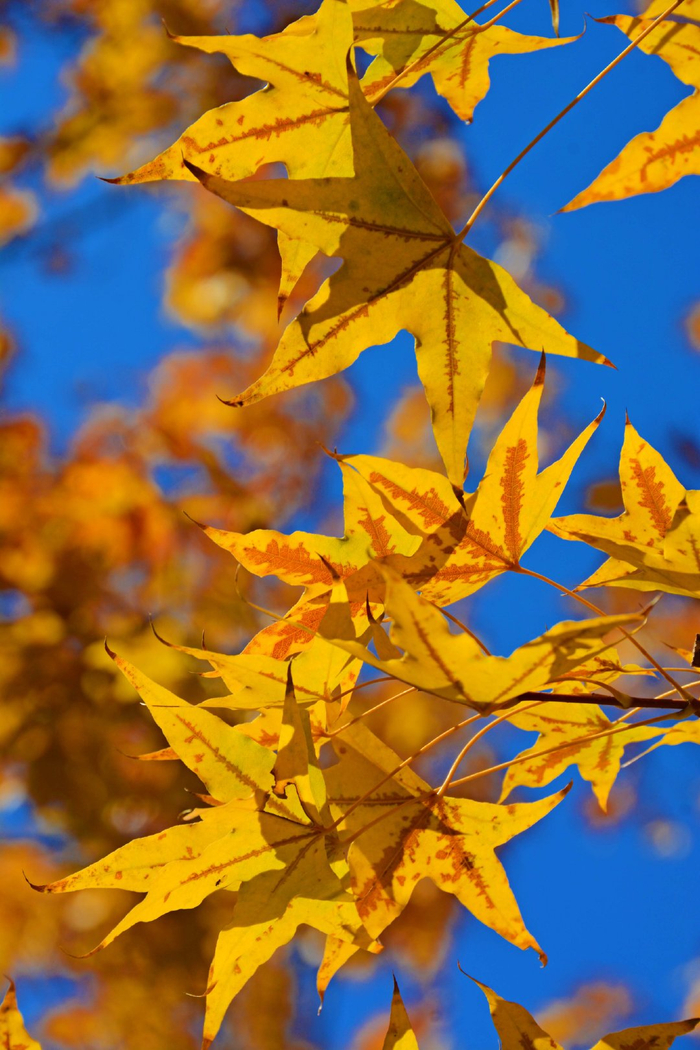 秋叶灿烂,原创拍摄