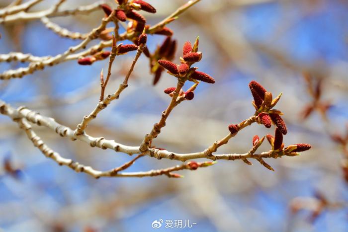 加拿大杨树介绍图片