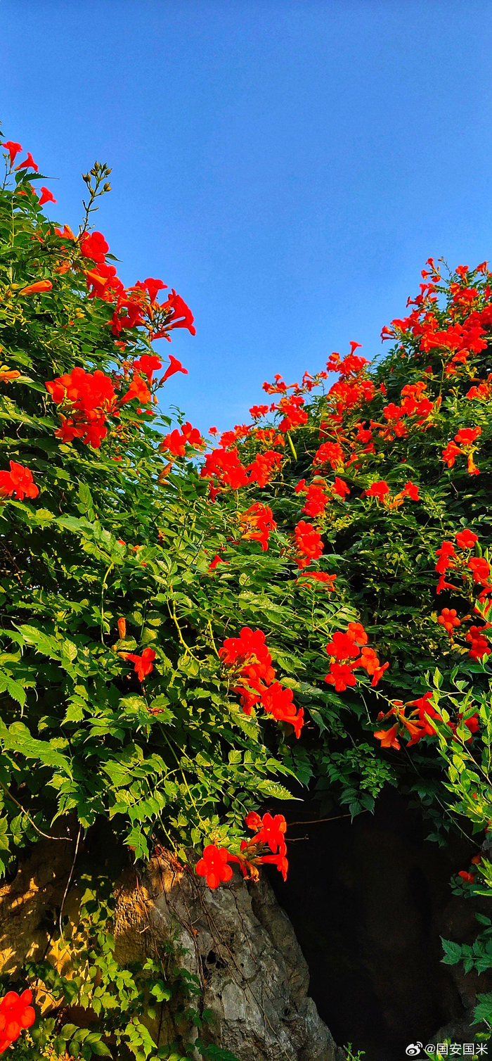 11/ 18北京 园博园忆江南凌霄花摄影@国安国米 6712/ 18北京 园博园