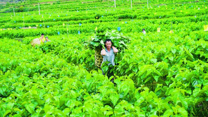 万亩桑园绿如海 秋来采桑养蚕忙|全县|蚕农|大姚县|桑养蚕|桑园_新浪新闻