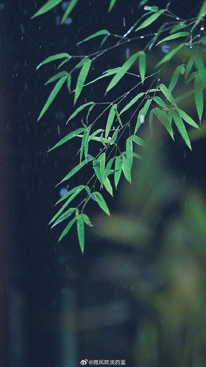 风吹竹林休还动图片