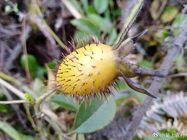 浑身长刺人见人怕的金樱子,没想到价值这么大,泡酒熬糖泡茶煮粥|大