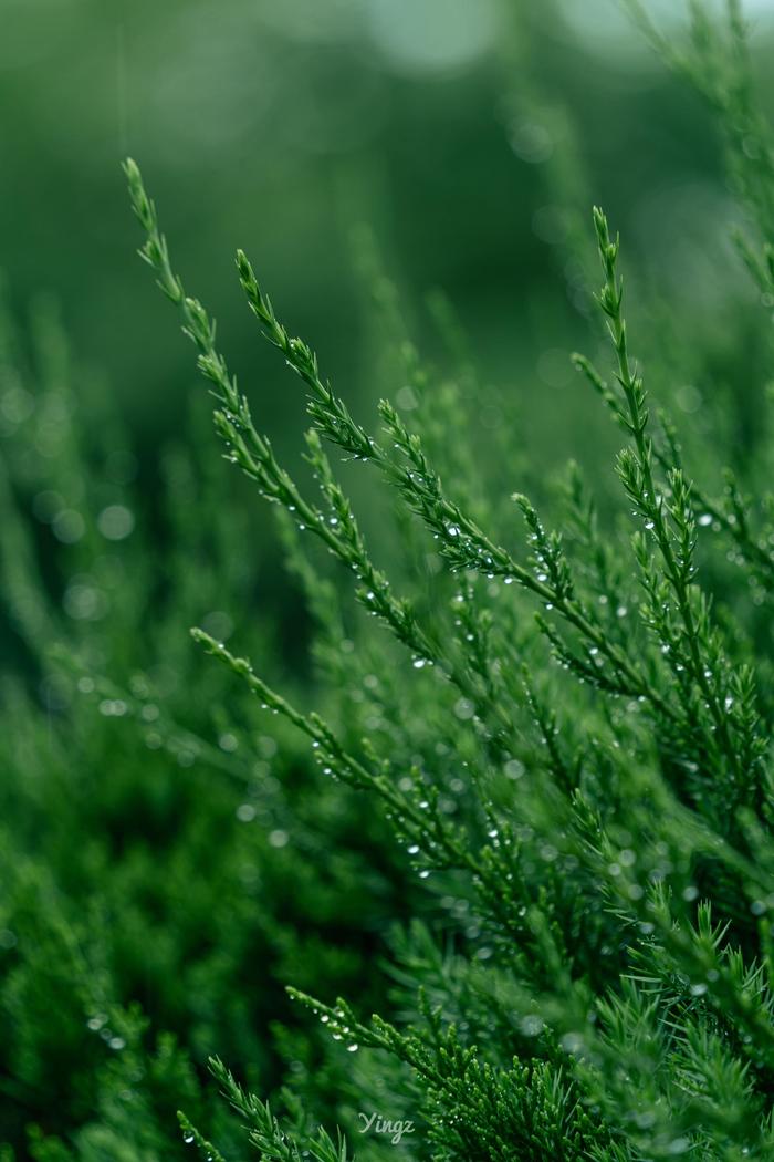 绿色雨滴图片大全大图图片