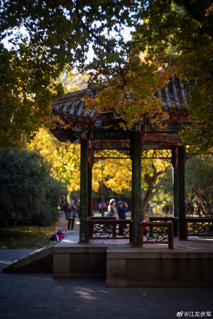 北京地坛的银杏/秋天舍不得走啊 摄影__财经头条