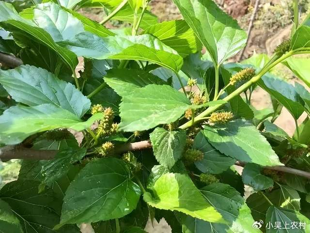 叶子喂蚕，果实当零食吃，木材还能做扁担，尤其桑寄生价值珍贵|桑寄生|桑树|木材_新浪新闻
