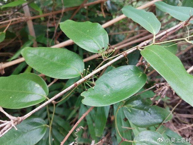 土茯苓图片叶子图片图片