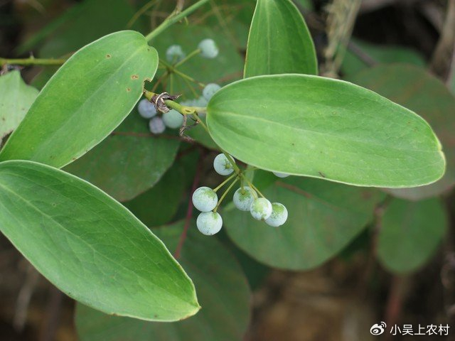 有些地方也开始人工种植菝葜,它一般都是靠根茎来繁殖的