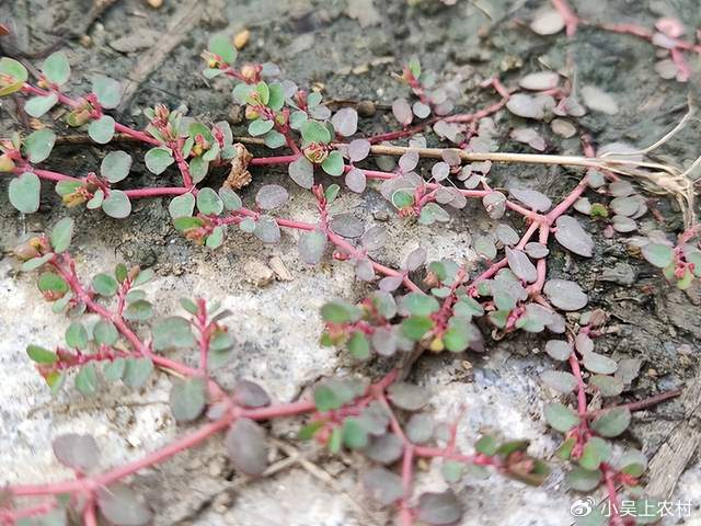 农村趴地而生的奶浆草,红丝草,地锦草,奶奶说有3大妙用认识吗