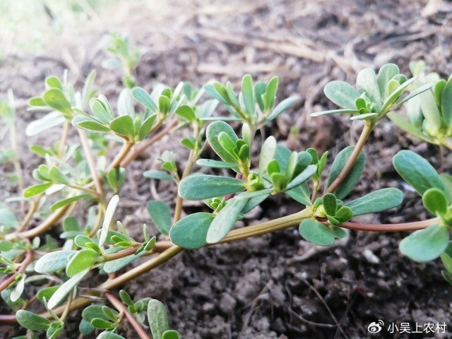 菜园常见马齿苋别丢了,能当野菜吃,而且营养丰富,很多人不知道