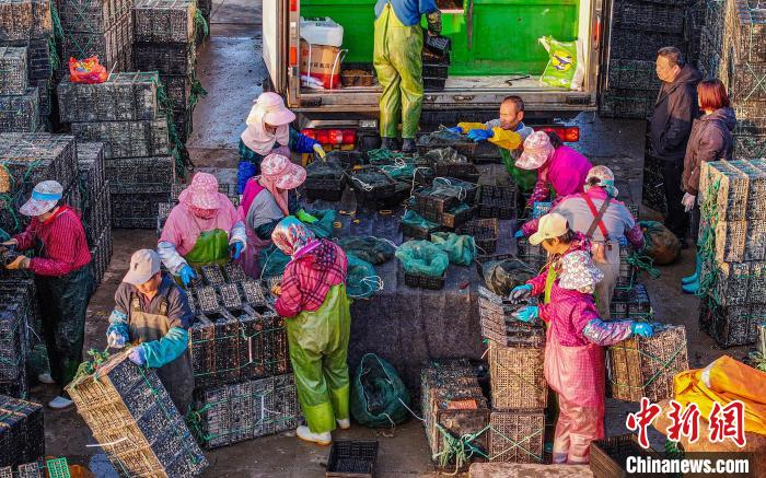 山东荣成迎北上"避暑"鲍鱼