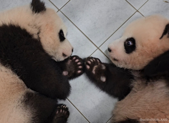 爱宝乐园公开双胞胎熊猫幼崽出生125天的图图__财经头条