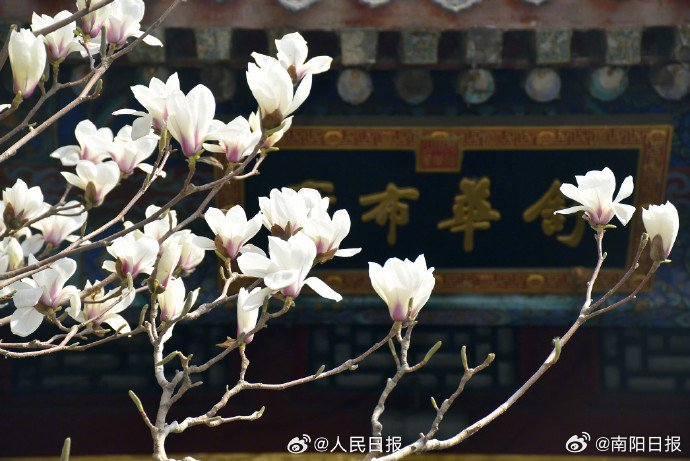 清新淡雅!颐和园玉兰花盛开