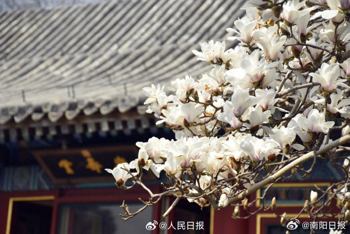 清新淡雅!颐和园玉兰花盛开