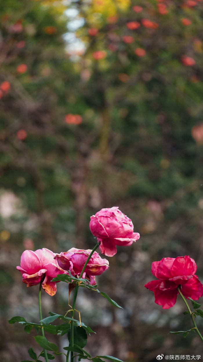 秋意渐凉 一叶金黄尽染秋 在秋日的色彩中 品味时光缱绻悠长