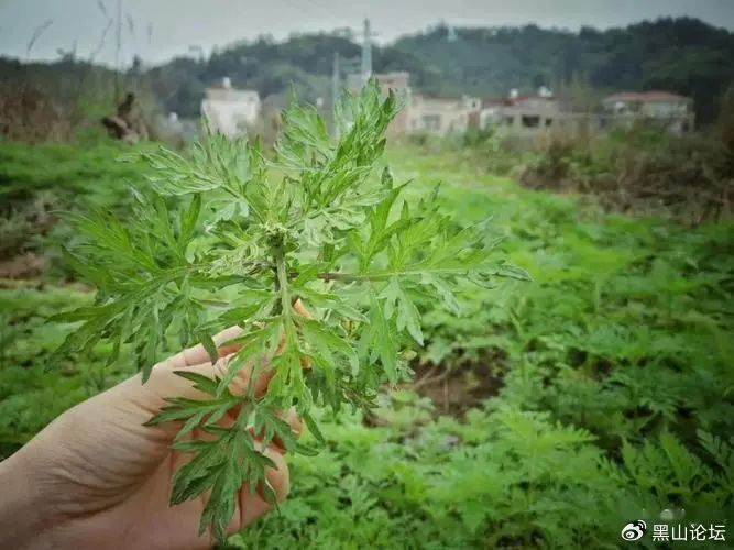 清明陌上艾草绿|艾草|炒饼|苦味_新浪新闻