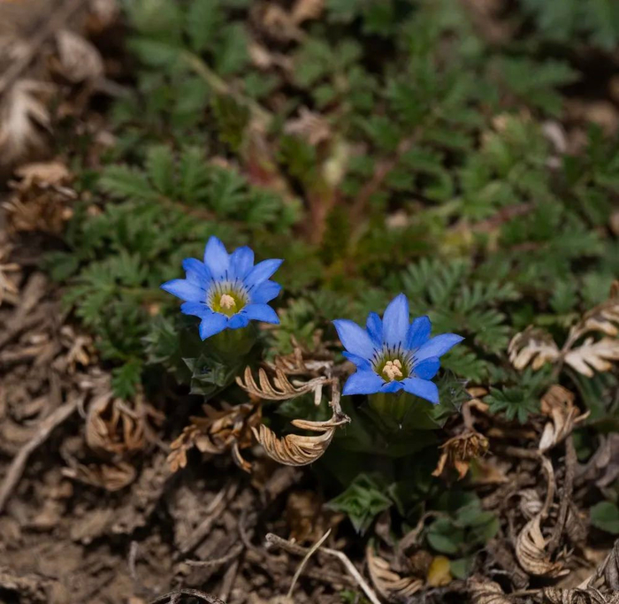 走近农田,一路上的杂草们就宣布了这里的野性.