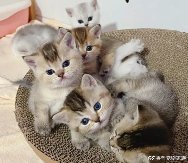 猫咪难养的几个月应该怎么养,建议收藏!|幼猫|猫|猫咪|小编|猫粮|幼猫粮|喂养|刷牙|科普|营养_新浪新闻