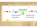 杭州师范大学张萍露课题组Macromolecules：可回收NHC催化二硫醇与二