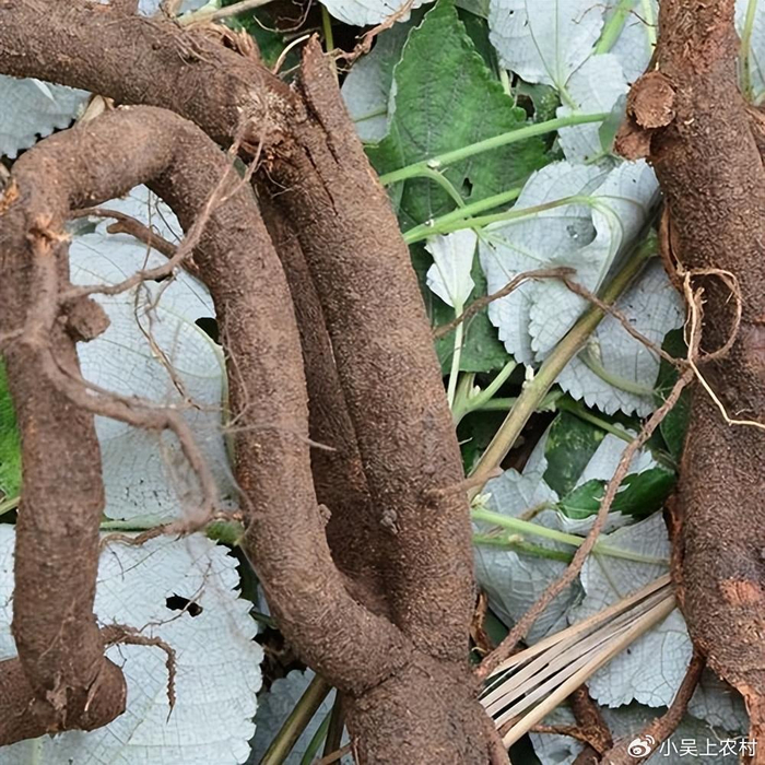 曾有中国草之称的苎麻如今被农民当害草却有6大厉害妙用